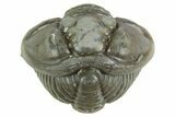 Wide Enrolled Flexicalymene Trilobite - Mt Orab, Ohio #380301-1
